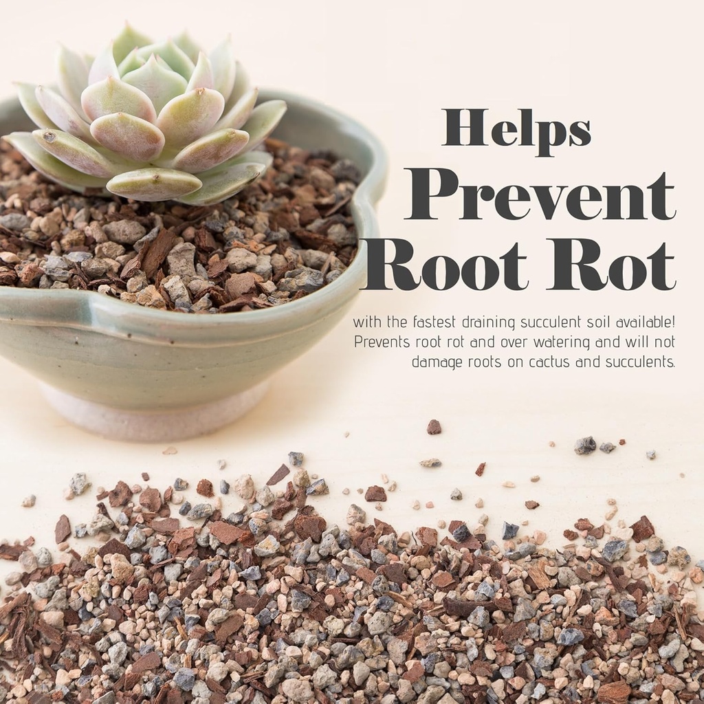 bonsai-jack-succulent-cactus-and-bonsai--2.jpg