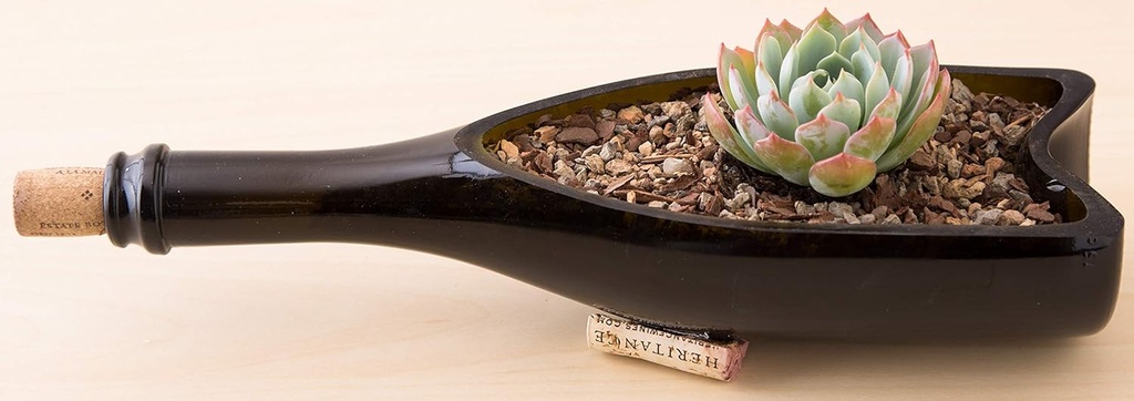 bonsai-jack-succulent-cactus-and-bonsai--5.jpg