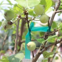 vinyl-garden-stretch-tie-tape-300-total--4.jpg