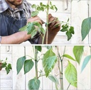 ydsl-100-feet-soft-tie-for-plants-green--4.jpg