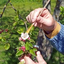 vosarea-8pcs-pollination-tool-manual-pol-3.jpg