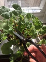 garden-guru-professional-bonsai-scissors-5.jpg