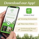 professional-indoor-herb-plant-soil-larg-6.jpg