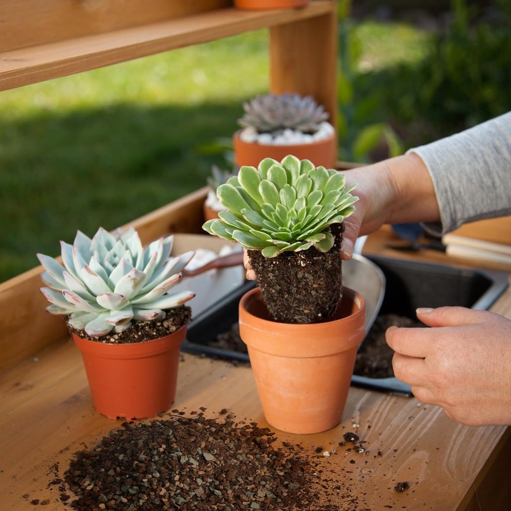 succulent-cactus-soil-potting-mix-1qt-na-4.jpg