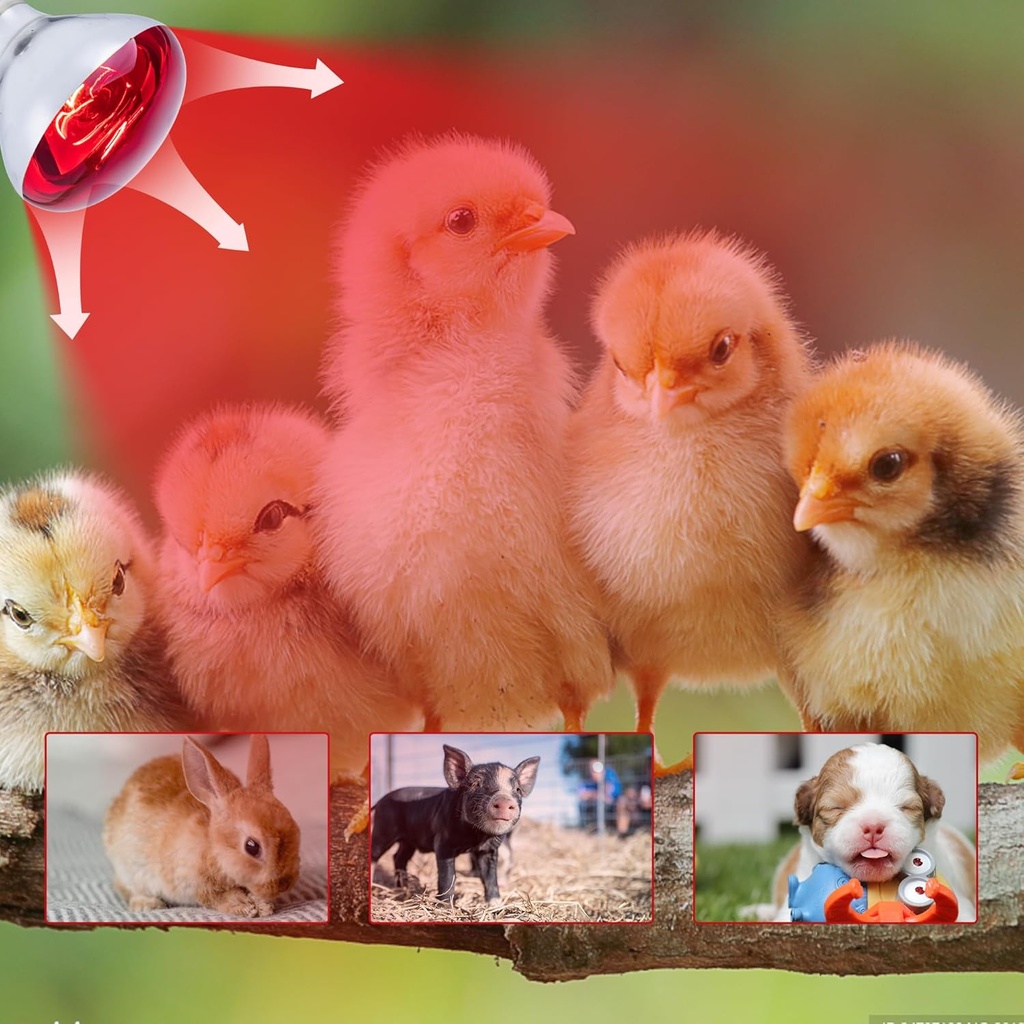 6-pack-250w-heat-lamp-bulbs-for-chicks-r-4.jpg