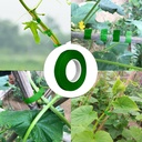 20-rolls-1640-ft-green-plant-grafting-ta-4.jpg