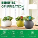 plant-watering-globes-set-of-6-large-gla-4.jpg
