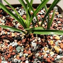 mix-horticultural-lava-pebbles-pumice-po-4.jpg