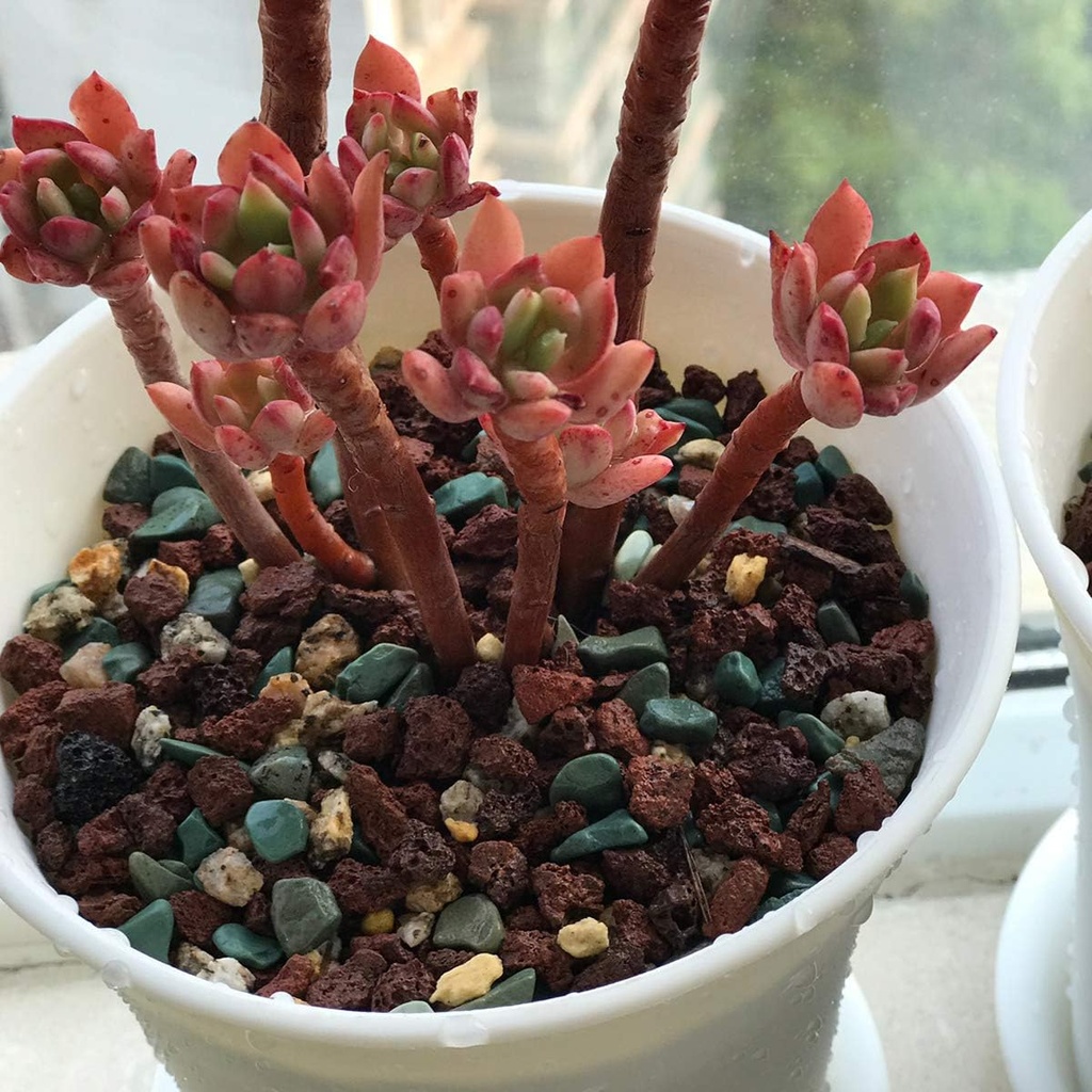 mix-horticultural-lava-pebbles-pumice-po-5.jpg