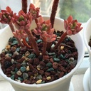 mix-horticultural-lava-pebbles-pumice-po-5.jpg