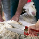 hand-shears-for-sheep-shearing-61-inch-c-4.jpg