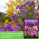 survival-garden-seeds---new-england-aste-3.jpg